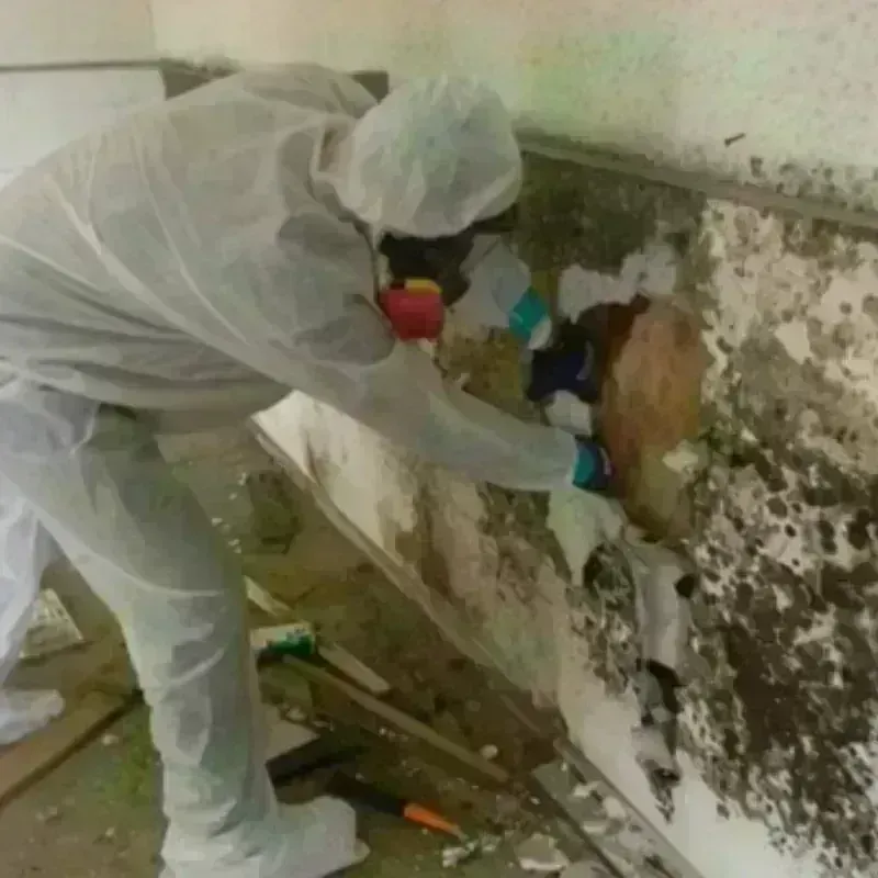 Mold Remediation and Removal in Eaton Rapids, MI